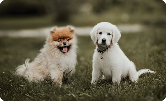 Join Thousands of Pet Parents Looking to Create Meaningful Companionships