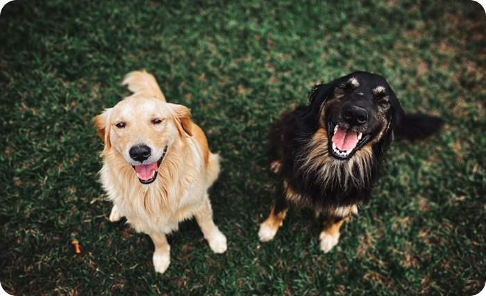 A Reliable Platform for Pet Companionship